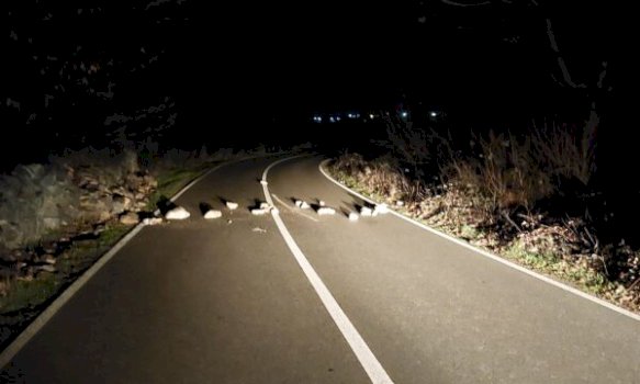 dergohet-ne-mbajtje-per-48-ore-i-dyshuari-qe-vendosi-gure-ne-nje-rruge-te-klines