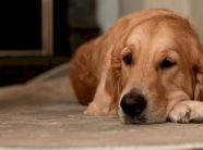 auv:-pronaret-e-qenve-ta-respektojne-ligjin-dhe-t’u-vendosin-mikrocipa-kafsheve-te-tyre-shtepiake