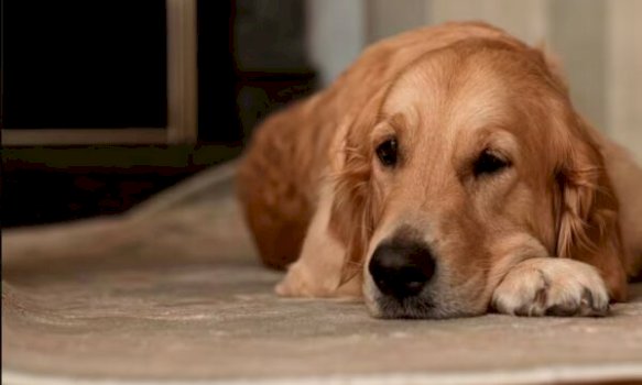 auv:-pronaret-e-qenve-ta-respektojne-ligjin-dhe-t’u-vendosin-mikrocipa-kafsheve-te-tyre-shtepiake