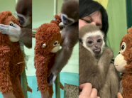 kopshti-zoologjik-i-shkupit-ndan-perjetimet-e-delfines,-histori-tejet-e-ngjashme-me-majmunin-punch