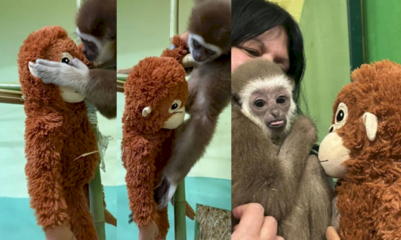 kopshti-zoologjik-i-shkupit-ndan-perjetimet-e-delfines,-histori-tejet-e-ngjashme-me-majmunin-punch