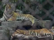 ngordhin-mbi-70-tigra-ne-parkun-turistik-tajlandez,-autoritetet-nisin-hetimet