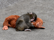 majmuni-i-vogel-i-braktisur-nga-nena-me-ne-fund-eshte-pranuar-ne-nje-familje