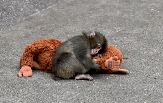 majmuni-i-vogel-i-braktisur-nga-nena-me-ne-fund-eshte-pranuar-ne-nje-familje