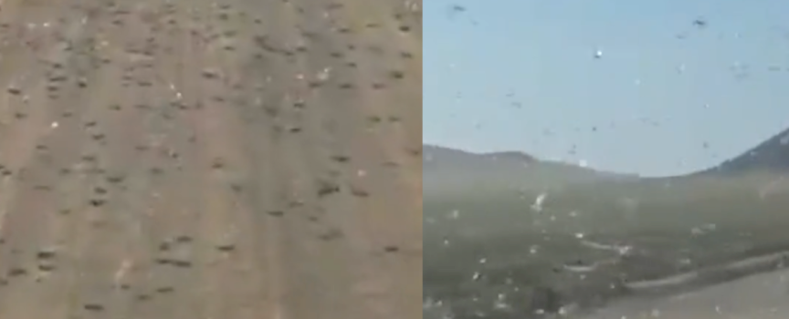 nje-tufe-e-madhe-karkalecash-godet-ishujt-spanjolle-per-pushime-–-zyrtaret-leshojne-udhezime-per-turistet