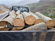 kapet-transportuesi-ilegal-i-drunjve-ne-lupc-te-podujeves