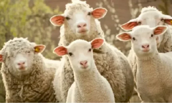 fiter-bajrami-–-komuna-e-prishtines-ka-nje-njoftim-per-shitesit-e-deleve,-shpezeve-dhe-kafsheve-te-tjera