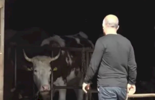 konfirmohet-rast-i-semundjeve-infektive-tek-gjedhet-ne-lubishte-te-vitise