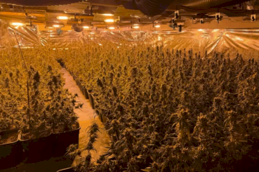 policia-gjermane-zbulon-plantacionin-e-kanabisit-te-shqiptareve