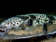 peshko-helmues-kapet-ne-adriatik,-kushdo-qe-e-ha-mund-te-vdese