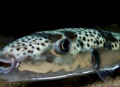 peshko-helmues-kapet-ne-adriatik,-kushdo-qe-e-ha-mund-te-vdese