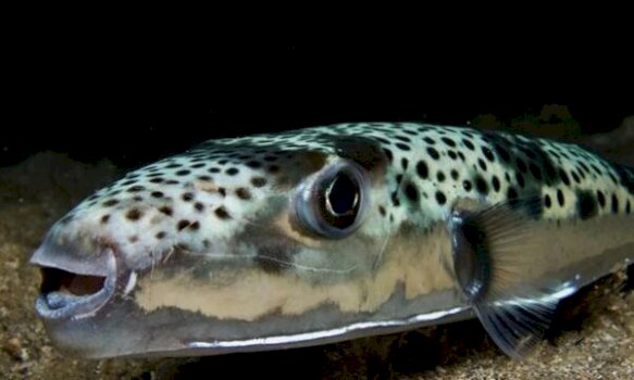 peshko-helmues-kapet-ne-adriatik,-kushdo-qe-e-ha-mund-te-vdese