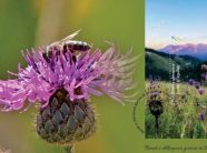 bimet-e-shkrepave-gurore-te-kosoves”-ne-pulla-postare