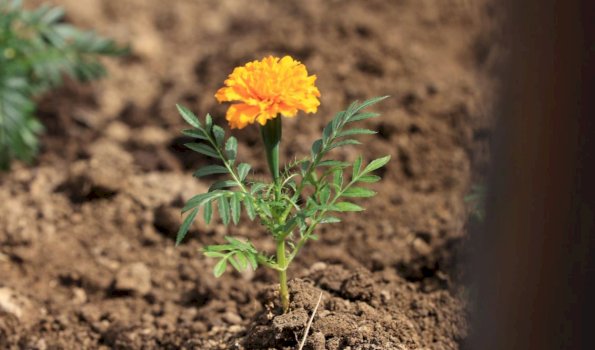 rama-me-femijet-e-prishtines-mbledhin-lule-ne-diten-e-pare-te-pranveres