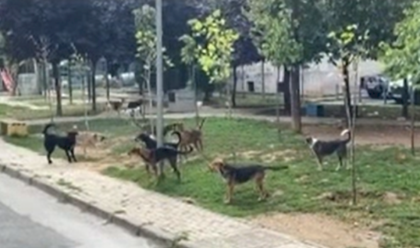 sulmi-nga-qente-endacake-ne-oborrin-e-qkuk-se,-detaje-nga-gjendja-e-pacientes