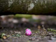 tragjedi-ne-diten-e-pashkes-–-pema-rrezohet-nga-era-e-forte,-tre-persona-humbin-jeten