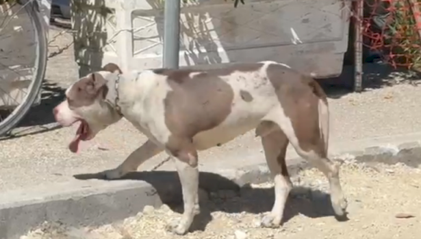 pitbulli-kafshon-ne-koke-nje-4-vjecar-ne-vlore,-dergohet-me-urgjence-ne-spital