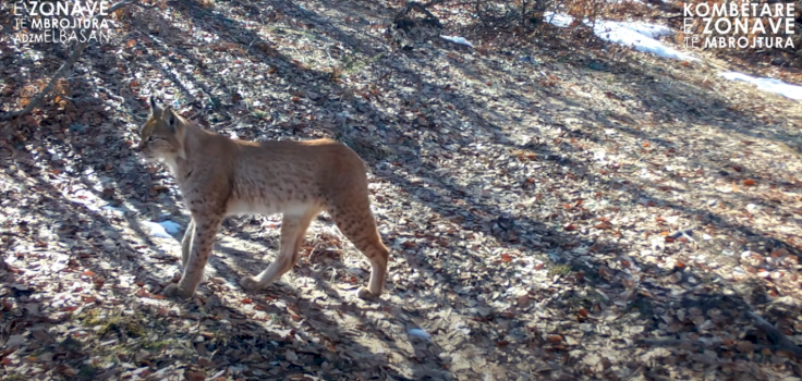 e-rralle,-rreqebulli-i-ballkanit-filmohet-serish-ne-shqiperi