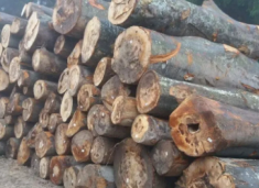 zbulohet-kontrabande-druri-ne-kufi-me-serbine,-dy-persona-arratisen