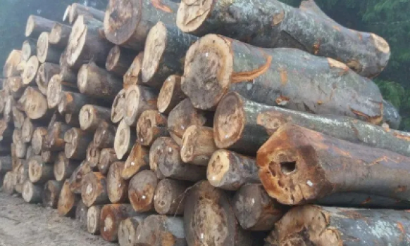 zbulohet-kontrabande-druri-ne-kufi-me-serbine,-dy-persona-arratisen