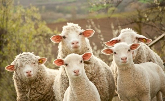 shperthen-murtaja,-kosova-ndalon-importin-e-deleve-dhe-dhive-nga-shqiperia