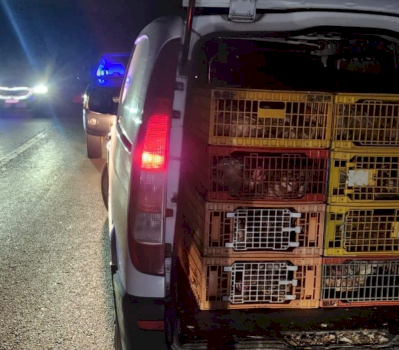 parandalohet-kontrabande-me-shpeze-nga-serbia-ne-kosove