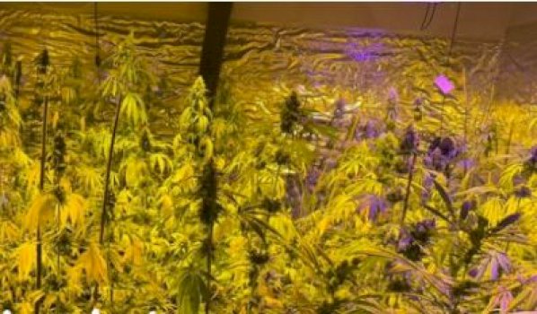 “jane-bime-kanabisi,-kishte-edhe-dhome-perpunimi”,-flet-hetuesi-i-laboratorit-te-droges-ne-peje