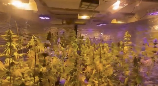 i-dyshuari-dergohet-ne-mbajtje,-prokuroria-jep-detaje-mbi-aksionin-anti-droge-ne-peje