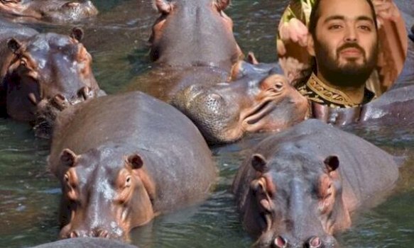 oferte-tronditese-ne-kolumbi:-manjati-indian-shpeton-hipopotamet-e-escobarit