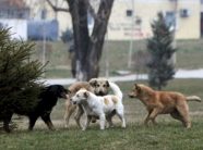 sulmet-nga-qente,-qkuk-inicion-formimin-e-nje-shtabi-emergjent:-qellimi-eshte-mbrojtja-e-pacienteve,-stafit-e-vizitoreve