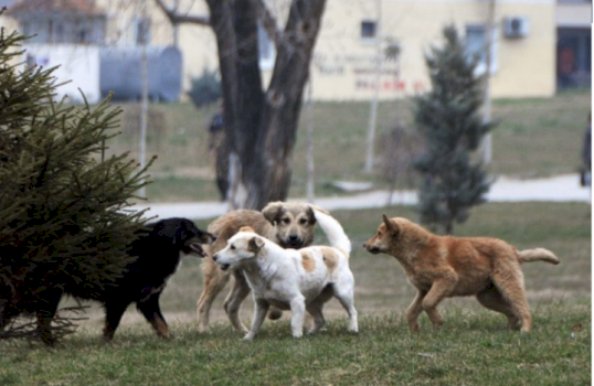 qente-endacake-sulmojne-nje-grua-ne-oborrin-e-qkuk-se