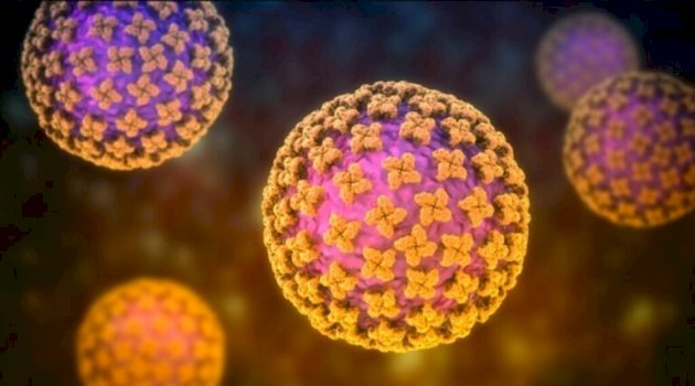 dyshime-per-hantavirus-ne-itali,-25-vjecari-ne-karantine