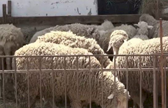 komuna-e-istogut-cakton-pikat-per-grumbullimin-e-mbetjeve-nga-kurbanet