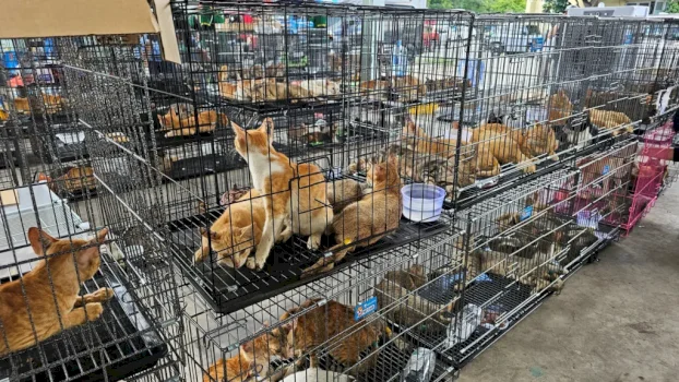 u-vodhen-per-ushqim:-qindra-mace-shpetohen-ne-vietnam