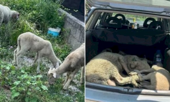 prizren:-arrestohet-i-dyshuari-qe-i-vodhi-qengjat-dhe-i-shiti-te-dikush-tjeter