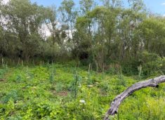 arrestohen-dy-persona-ne-podujeve,-policia-zbulon-plantacion-me-201-bime-te-dyshuara-kanabisi